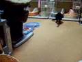 かりんとう動画2