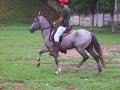 Cavalo sem registro (3 anos)