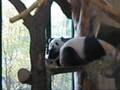 Yang Yang & Fu Long, Zoo Vienna