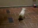 West Highland White Terrier