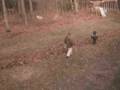 videos de Raking Leaves
