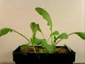 ??????????Signs that a plant grows