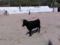 la capea de la tomillo