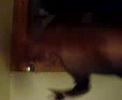 Boach qui danse! Boach qui danse!