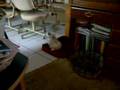 Caniche video