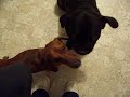 Scooter's getting his groove back, and his bark! | Pets Animals Videos,pets-animals-videos free online video