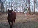 Horse is too friendly with camera
