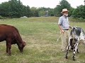 Tillers International Oxen Basics Class