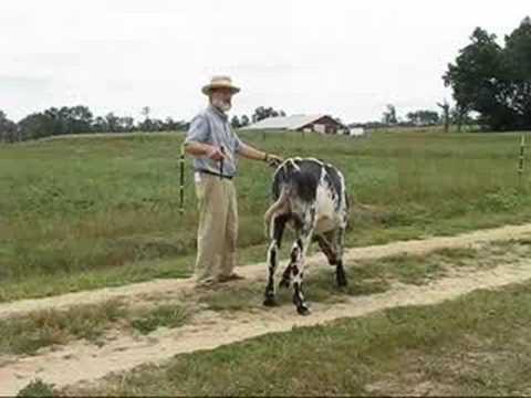 how to train oxen