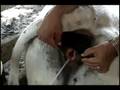 Transplante de Embriones