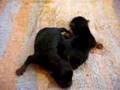 Unsere Yorkibabys (1 Tag alt)