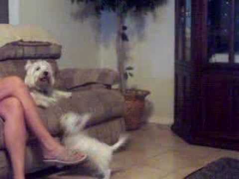 West Highland White Terrier Fight