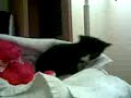 KiTTY!!!! KiTTY!!!!