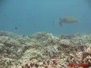turtle trax at: www.turtles.org

this week we conducted an underwater talk test to see if it was possible for our video camera to pick up speech well enough for it to be understandable.  we discovered that with deep breaths and by speaking slowly we could narrate underwater. our regret is that we didn't try this sooner.  we also discovered that certain letters like 