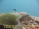 turtle trax at: www.turtles.org

this week we conducted an underwater talk test to see if it was possible for our video camera to pick up speech well enough for it to be understandable.  we discovered that with deep breaths and by speaking slowly we could narrate underwater. our regret is that we didn't try this sooner.  we also discovered that certain letters like 