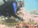 turtle trax at: www.turtles.org

this week we conducted an underwater talk test to see if it was possible for our video camera to pick up speech well enough for it to be understandable.  we discovered that with deep breaths and by speaking slowly we could narrate underwater. our regret is that we didn't try this sooner.  we also discovered that certain letters like 