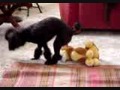 UN VIDEO TAN SORPRENDENTE QUE TE...