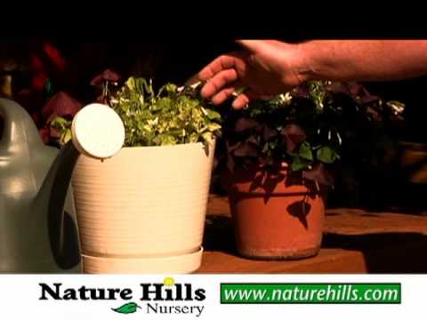 how to properly fertilize plants