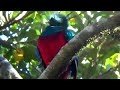 Resplendent Quetzal in the mountains of Costa Rica