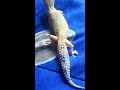 LEO GECKO UPDATE