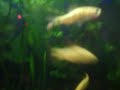 meu aqua plantado 1º mes 