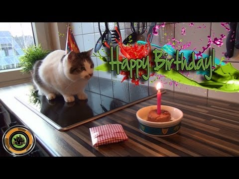 Cat Birthday with a funny end