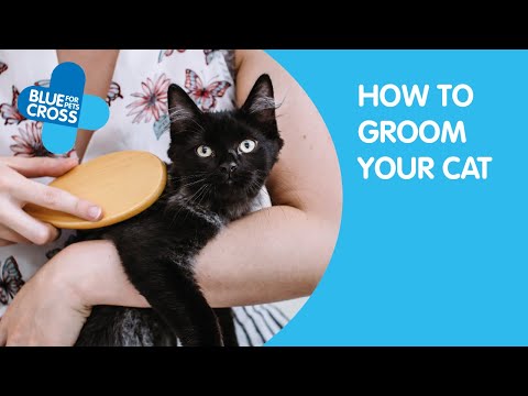 How To Groom Your Cat | Blue Cross