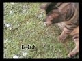 Zimba et Zoulou le prédateur