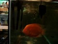 videos de 6 30 058 XXLRG 'Rose Queen* 'flowerhorn cintenellum x sysnspilum