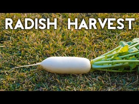 how to harvest radishes