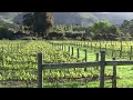 Vineyards at Bernardus Lodge