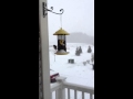 Bird in the blizzard