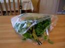 Minty-loves-Pea-Shoo
