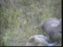 Chacma Baboon\ Chacma Baboon\