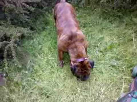 bandog