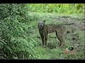 Mossy Oak - Lynx In The Wild Mossy Oak - Lynx In The Wild