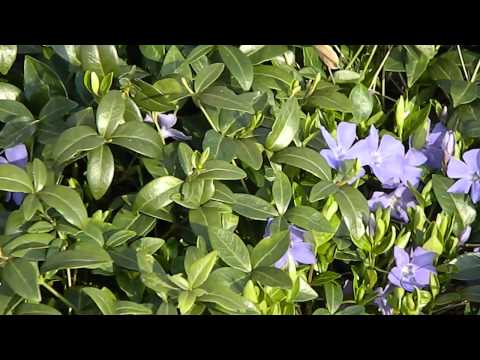 how to transplant vinca vine