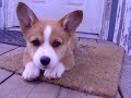 Dax gets frisky on the porch