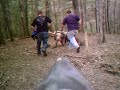 Hog hunting with dogs