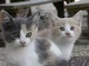 The I like kittens movie