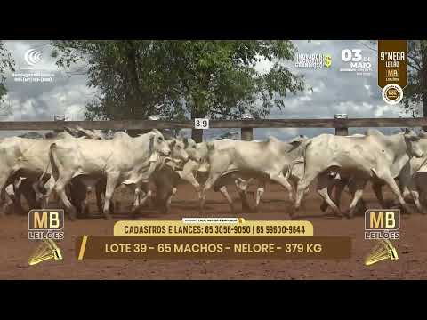 9� MEGA LEIL�O DA MB LEIL�ES
