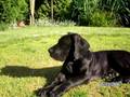 deutsche dogge