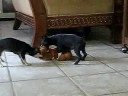 Selfish but cute puppies