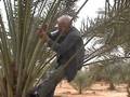 Bill Prunes Dates at Ketura Part 2/2