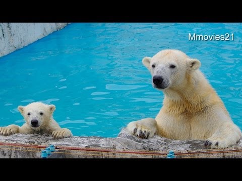 リンゴより魚が好きなこぐま~Polar Bear cub likes fish than apple