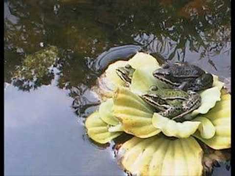 Botanical Gardens in Wroclaw