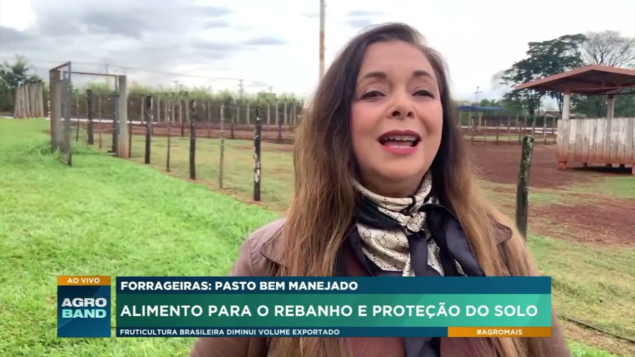 Plantas forrageiras ajudam a aumentar a produtividade e conservar o solo