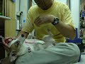 Dog Nail Trimming Dog Nail Trimming
