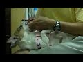 Dog Nail Trimming