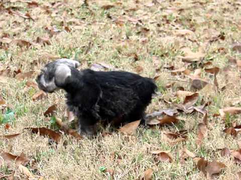 Miss Macy enjoying some outside playtime!